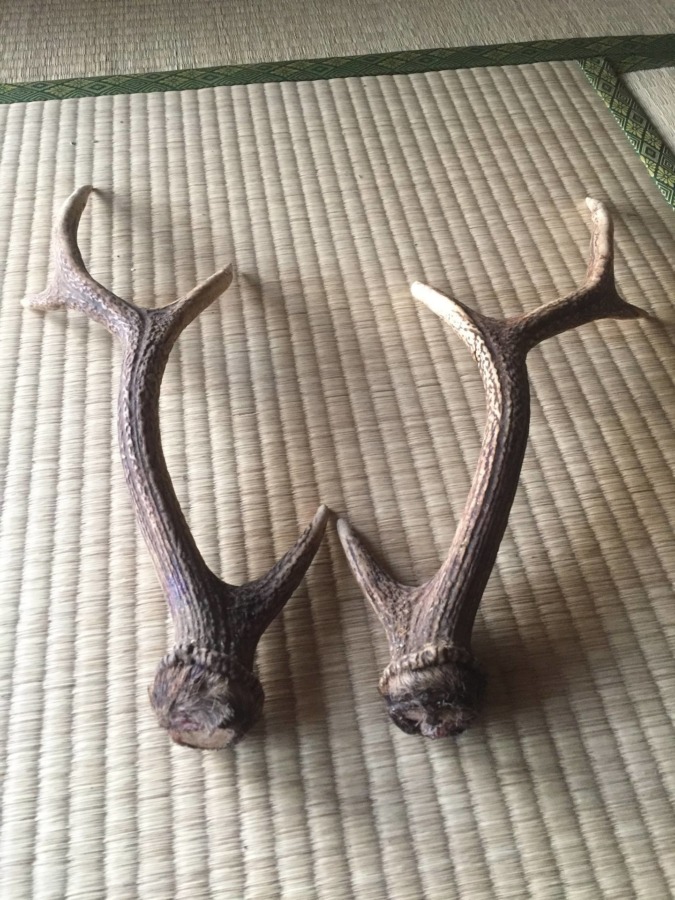 【参加御礼：4/27】森であそぼう＠ダイナシティ