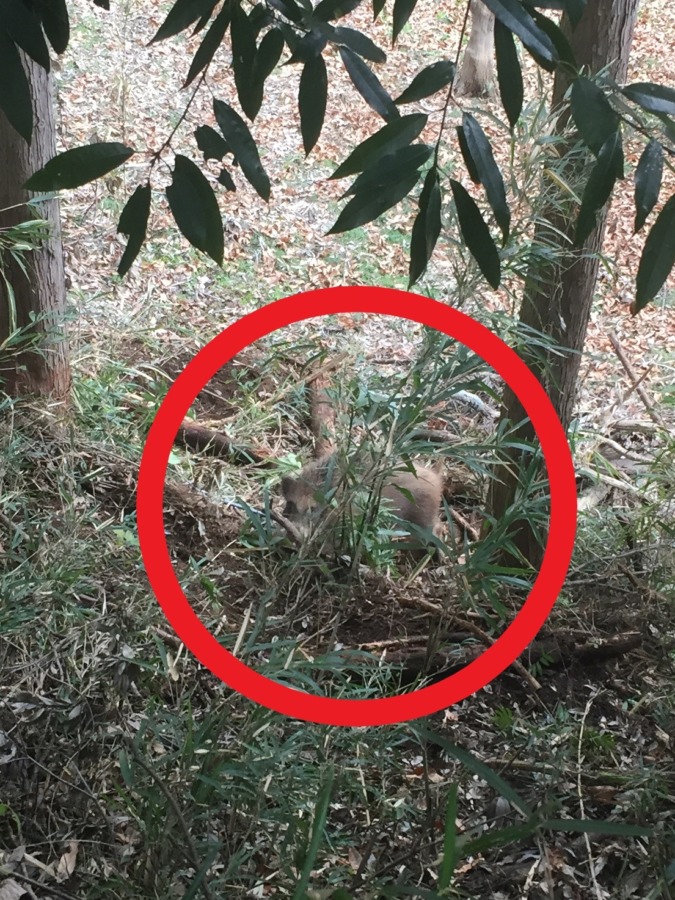 【動画】貴重な映像です。こころしてみてね。