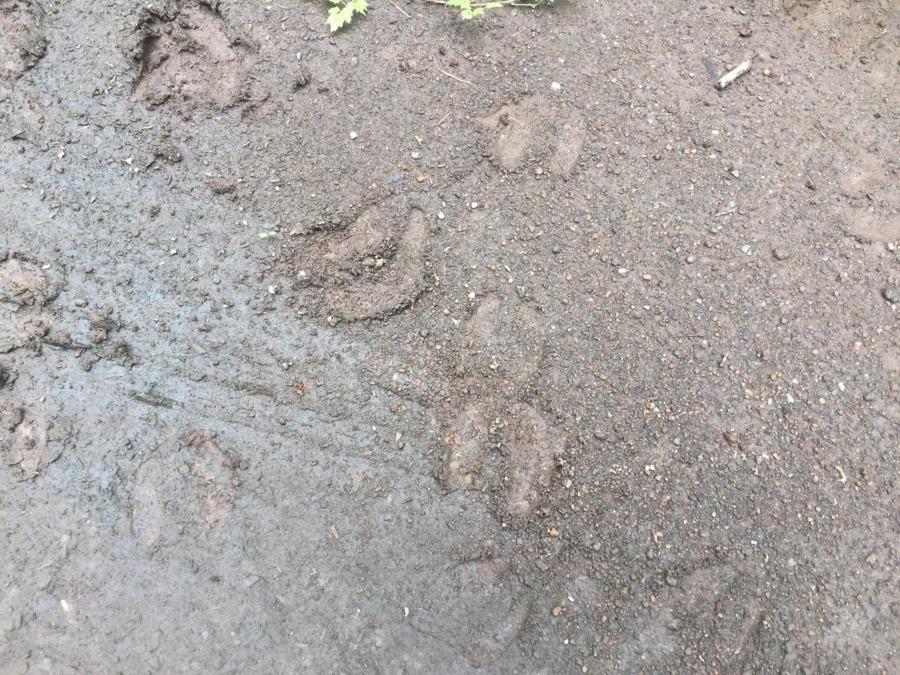 【鹿の調査：足跡・糞】＠南足柄（2019/7/25）