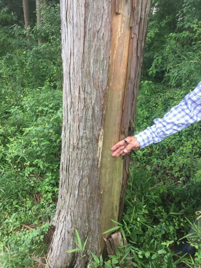 【鹿の調査：樹木】＠南足柄（2019/7/25）