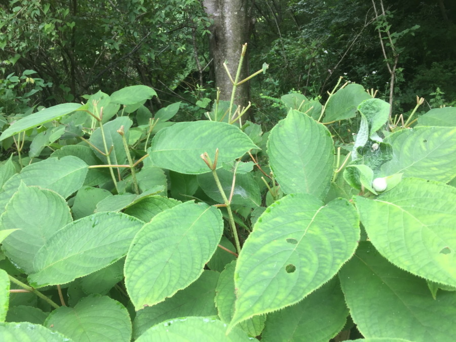 【鹿の調査：草花】＠南足柄（2019/7/25）