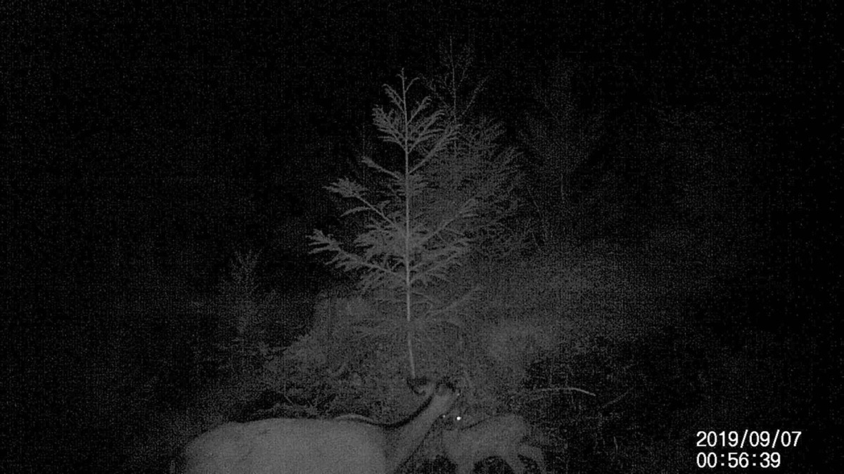 夜、子供をなめる親鹿。