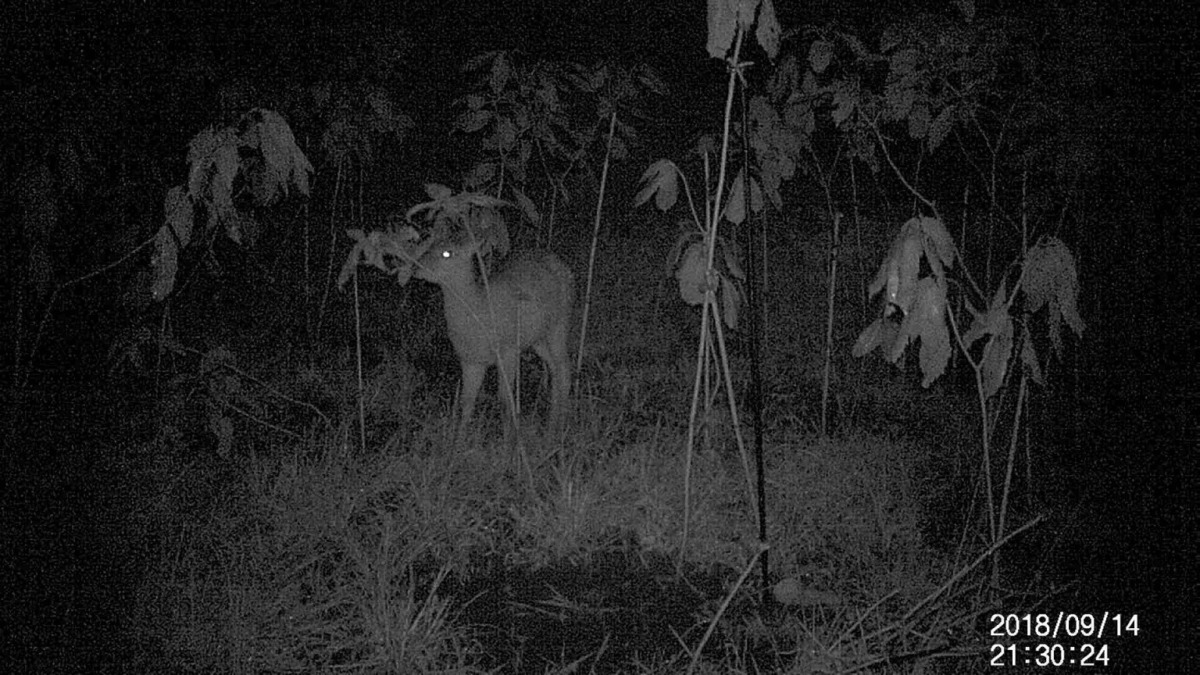 【折って食べる③】小鹿による実践「できた！！」