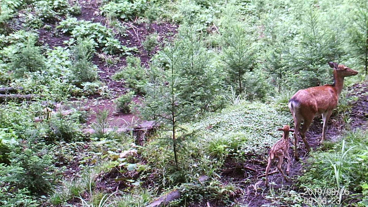 鹿の赤ちゃん。