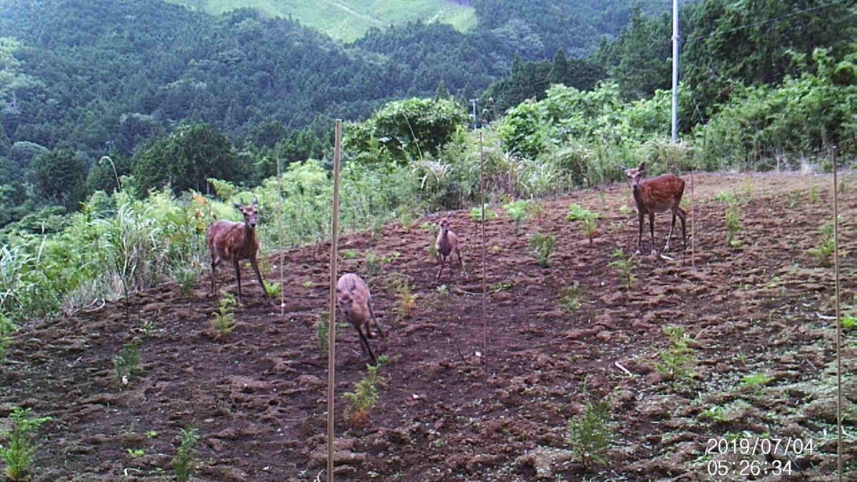 アオキ畑で運動会！