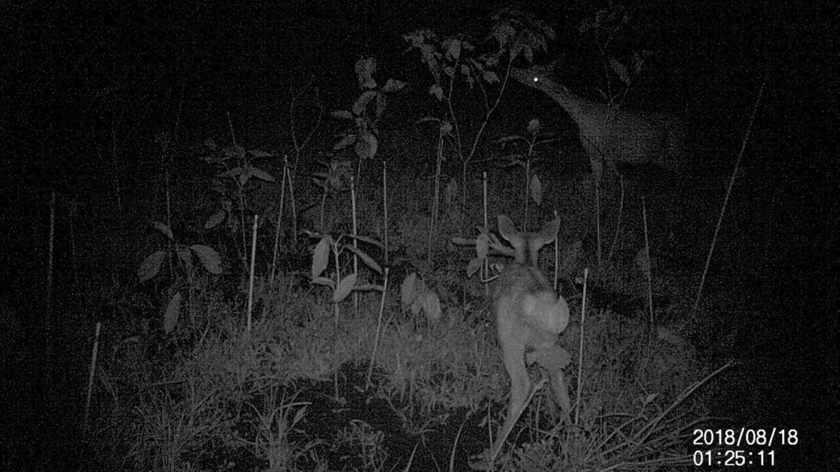 【折って食べる①】親鹿による実演「こうやります。」