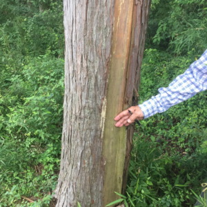 【鹿の調査：樹木】＠南足柄（2019/7/25）