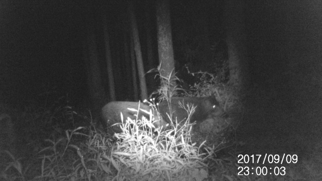 【動画】わたしの貴重な映像。あしがらの夜の営み。