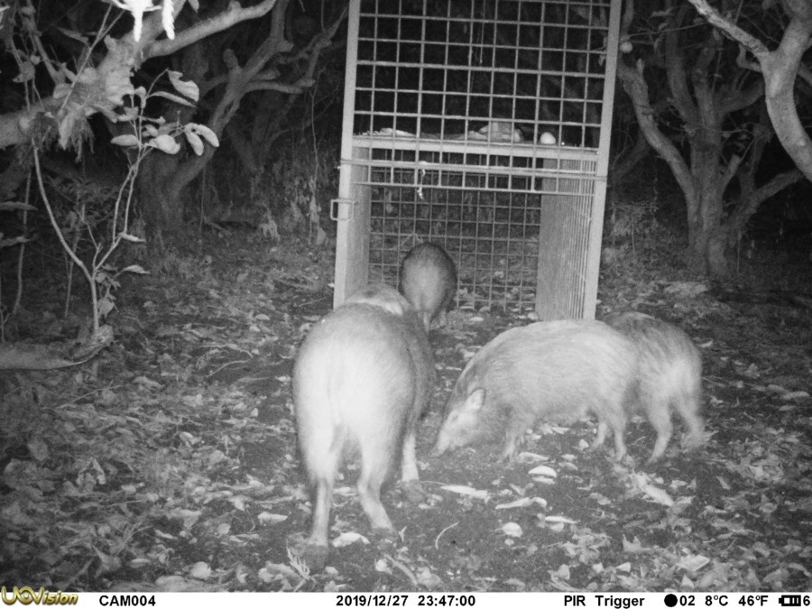 A party night. 四匹もいるゾ。