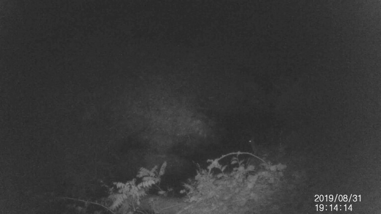 【貴重動画】沢を跳ぶ！！うさぎさんだゾ。