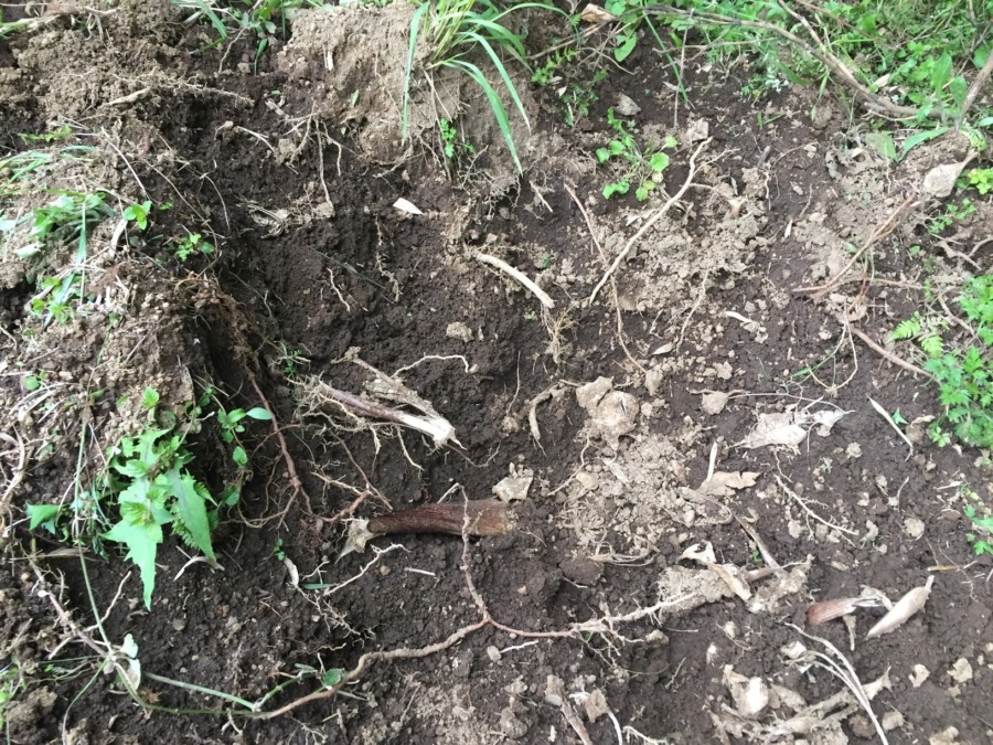 猪さんの竹の子堀り。今が旬、このくらいは掘るゾ。