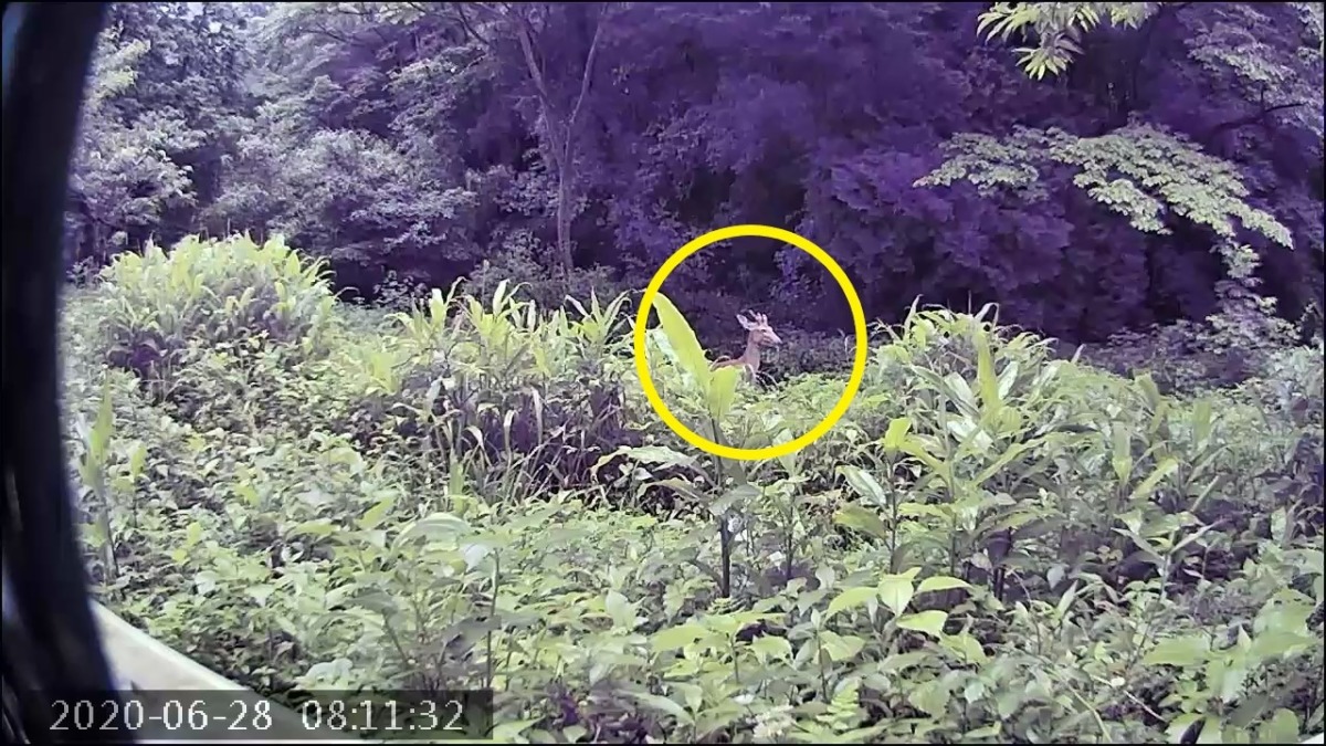 【撮影しました📸】昨日の朝にご来訪した鹿さんの様子。