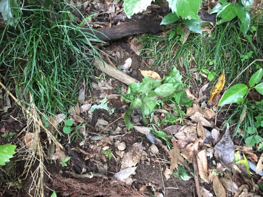 【今日の見回り】変化なし。おとといの罠設置の解説とあわせてどうゾ。