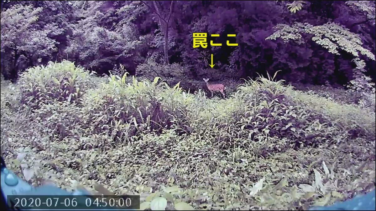 【これはドキドキ】鹿さん罠にニアミス！！