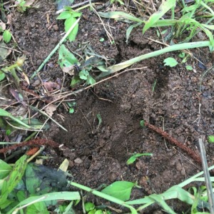 【図解】猪さんの蹄跡。だゾ。