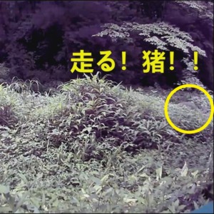 【動画】走る！猪！！など。