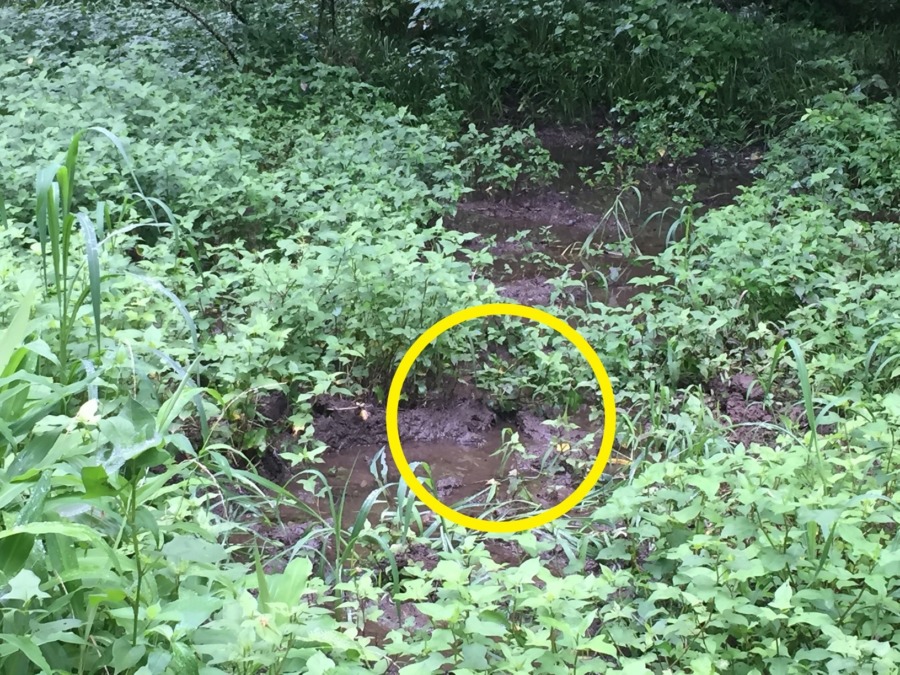 【今日の見回り】ムム…..何かが沼に入った気配。