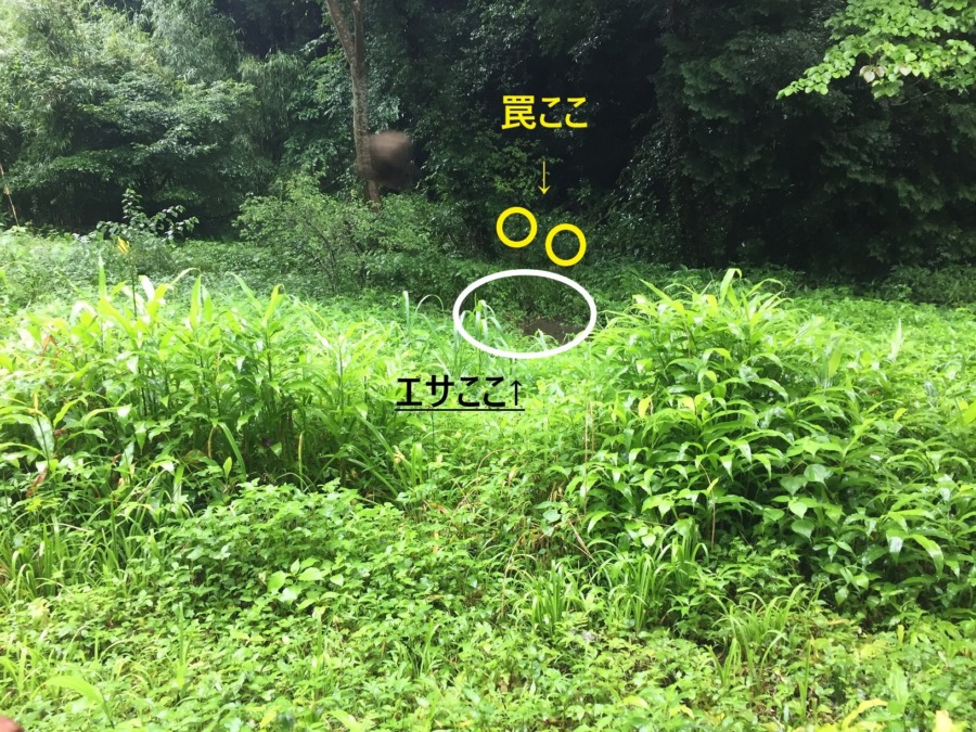 【エサをまきました】観察・監視を再開。痕跡も多数。獣道講座もどうゾ。