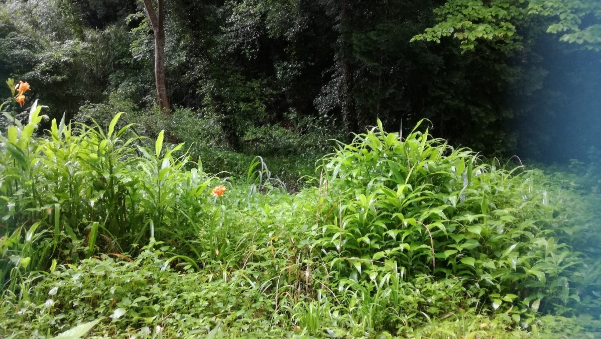 【リモート見回り】今朝の様子。