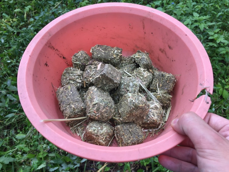 おととい、大量にエサ（ヘイキューブ）をまいておきました。