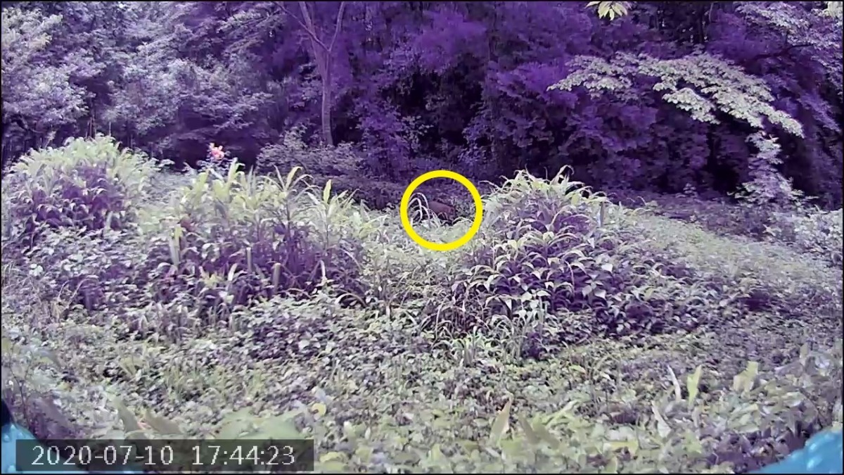 【撮りました📸】猪さんが罠を避けつつ撒いたエサを食べます。