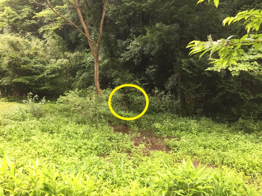 【今日の見回り】痕跡なし。明日、場所を変えてLIVEにも挑戦します。