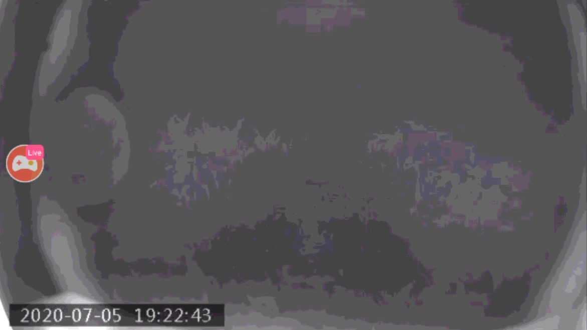 【もののけLIVE】夜の猟場をライブでどうぞ。場所の解説と猪の蹄跡も。