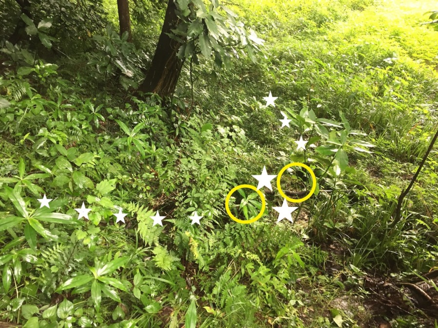 エサをまいて、カメラを設置。そして21時から「もののけLIVE」も。