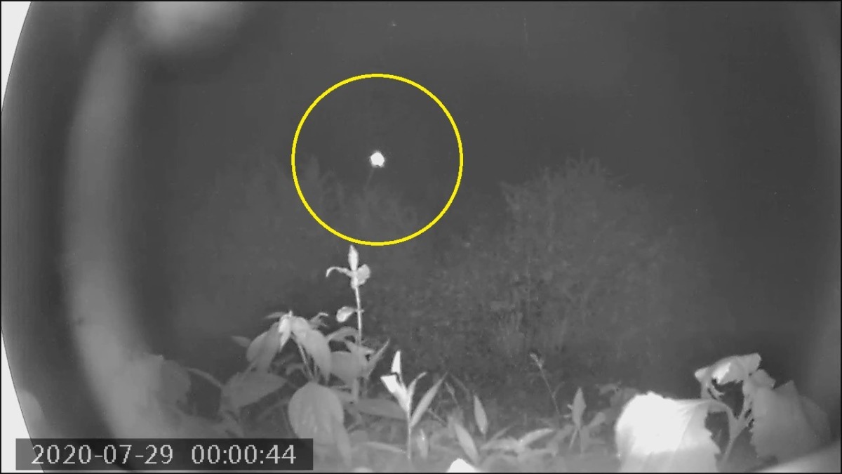 これは、、、なんか飛んでます。リアルもののけ？