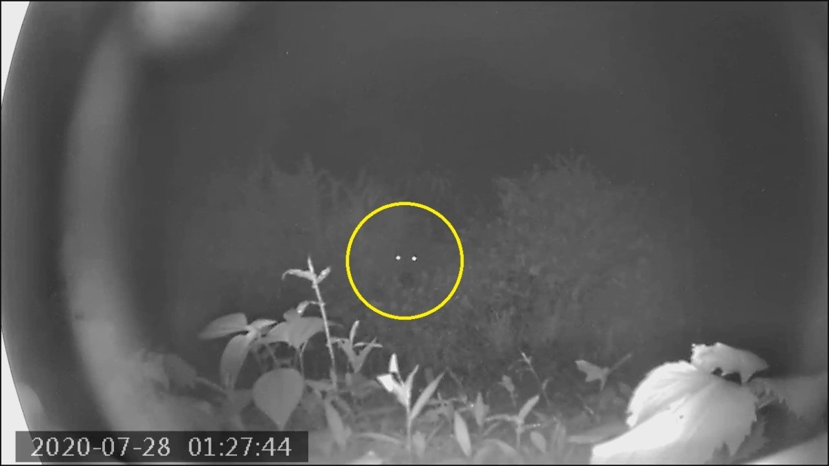 暗闇に光る二つの目。夜もののけ登場。