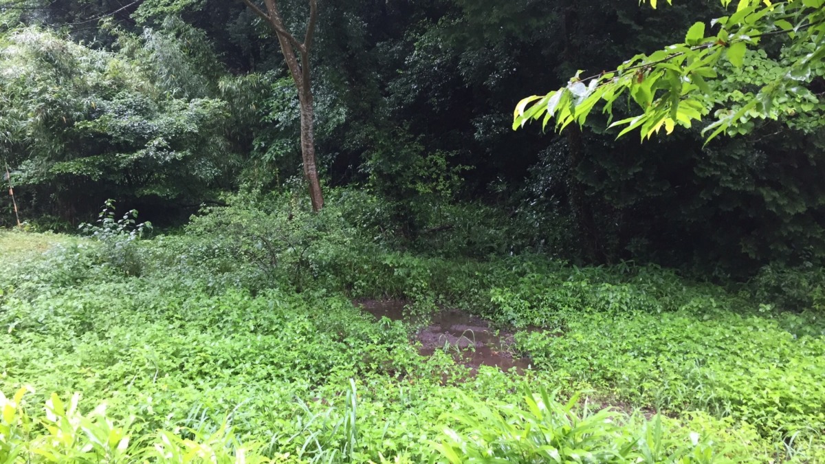 【もののけLIVE】昼13:00~13:30、夕20:00~20:30