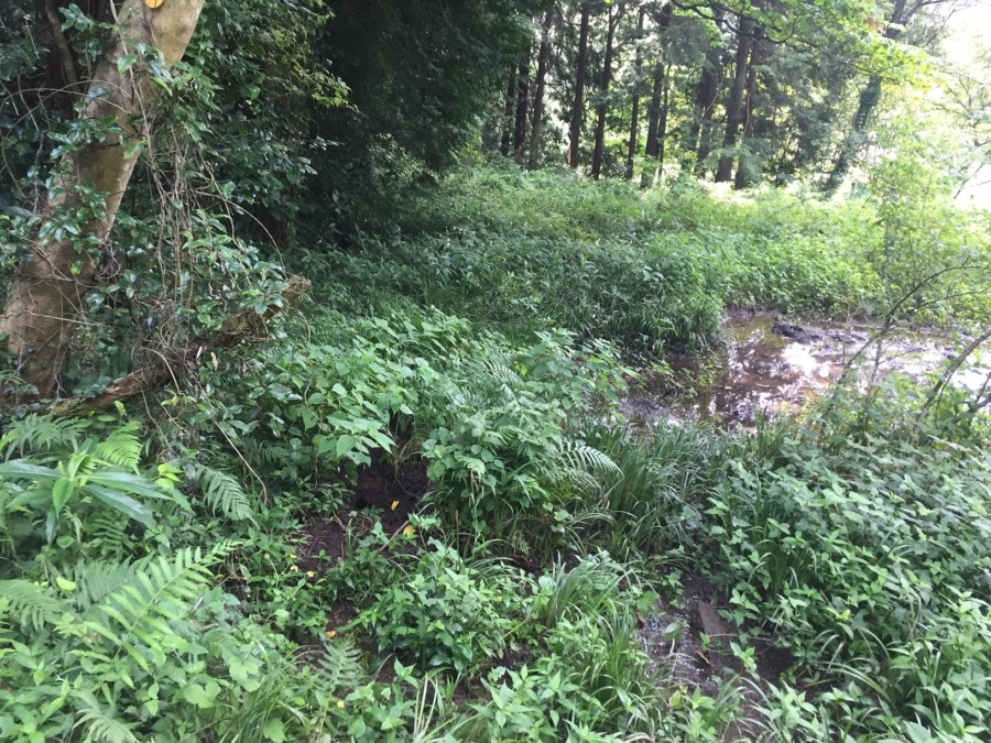 【ラストトラップ】最後のエサまきと遠隔監視機器をセットしました。