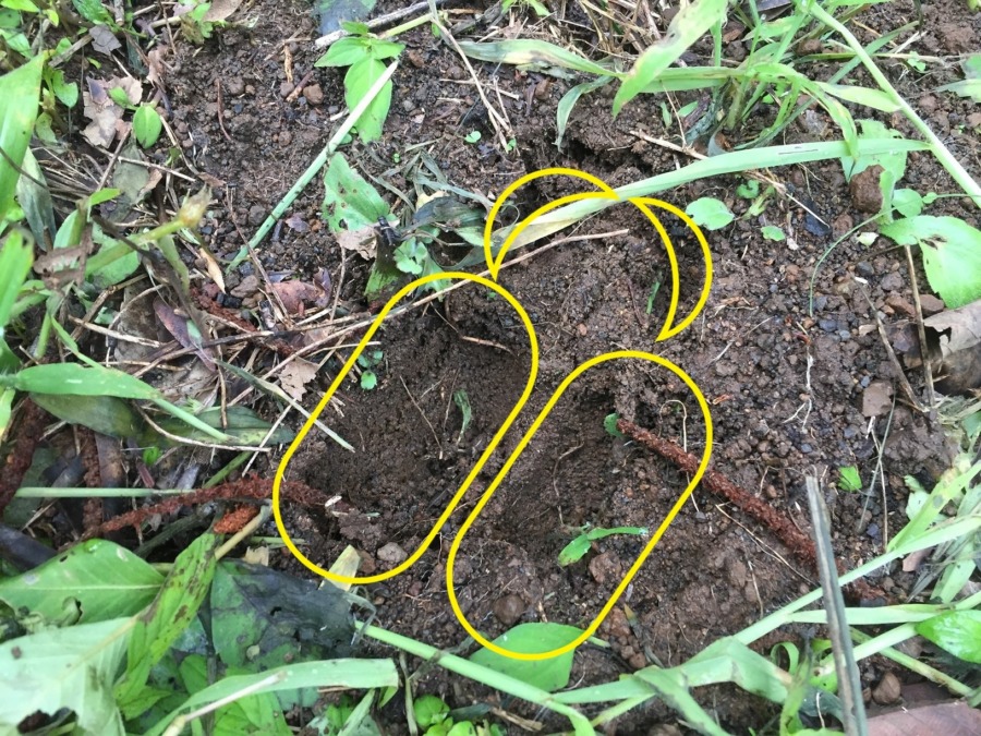 【図解】猪さんの蹄跡