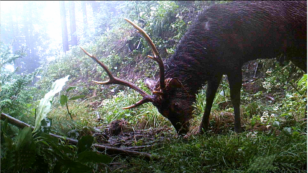 【7月5日（日）開講式】小田原くくり罠塾 2020