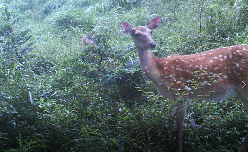 【7月4日（日）開講式】小田原くくり罠塾 2021
